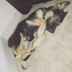 Meet your Posher, Junior